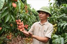 Bắc Ninh tiêu thụ hơn 30 nghìn tấn vải thiều với giá cao