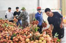 Bắc Ninh: Người dân ở Phúc Hòa tất bật thu hoạch vải chín sớm
