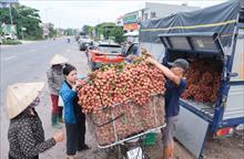Giá vải thiều Bắc Ninh tăng cao, doanh thu toàn vụ gần 6.000 tỷ đồng