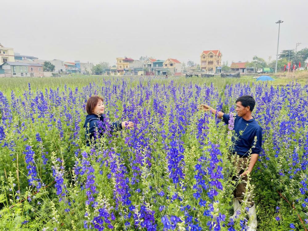 Không ít người dân cũng trực tiếp xuống các ruộng của xã Lê Lợi để mua hoa. Giá một số loại hoa năm nay không có nhiều biến động so với mọi năm