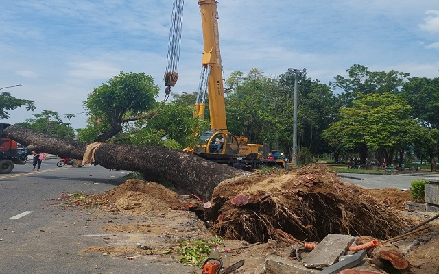 Cây xà cừ cổ thụ, đang tiến hành cẩu và vận chuyến đến vị trí trồng mới. Ảnh: AT
