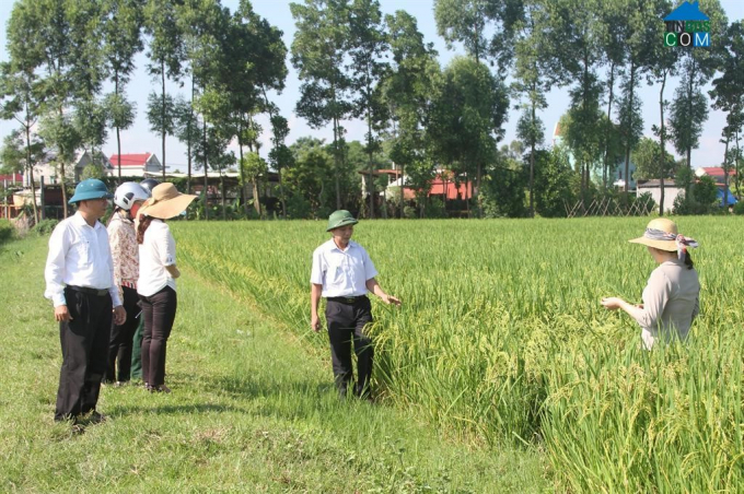 Một cánh đồng lúa ở thị trấn Nếnh.