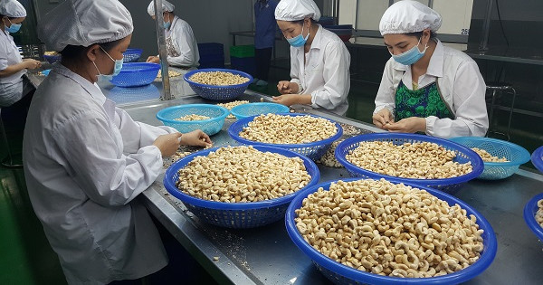 Nhiều doanh nghiệp xuất khẩu điều có nguy cơ mất hàng cùng hàng trăm triệu USD. Ảnh Internet