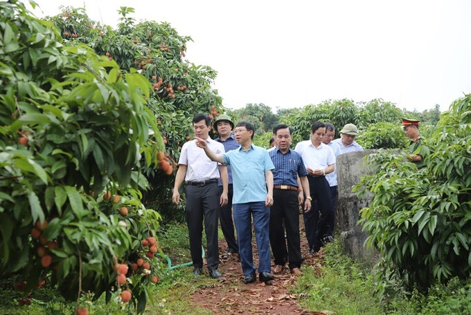 Chủ tịch UBND tỉnh Bắc Giang Lê Ánh Dương tham quan vườn vải thiều tại huyện Lục Ngạn