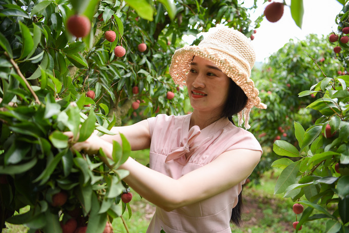 UBND tỉnh Bắc Giang đẩy mạnh du lịch trải nghiệm miệt vườn du khách có thể vừa tham quan, trải nghiệm thu hoạch vải tại vườn, thưởng thức những đặc sản của địa phương, lựa chọn những trái vải ngon, món quà ý nghĩa làm quà. Thời điểm này đang vào mùa, thu hút đông đảo du khách đến trải nghiệm mùa vải chín.