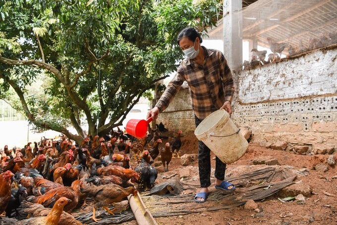 'Gà đồi Yên Thế' một trong những đặc sản nổi tiếng nhất huyện miền núi của tỉnh Bắc Giang.