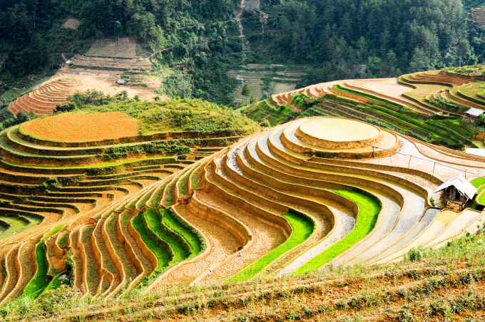 Đồi mâm xôi La Pán Tẩn - Bức tranh mùa vàng đầy mê hoặc du khách
