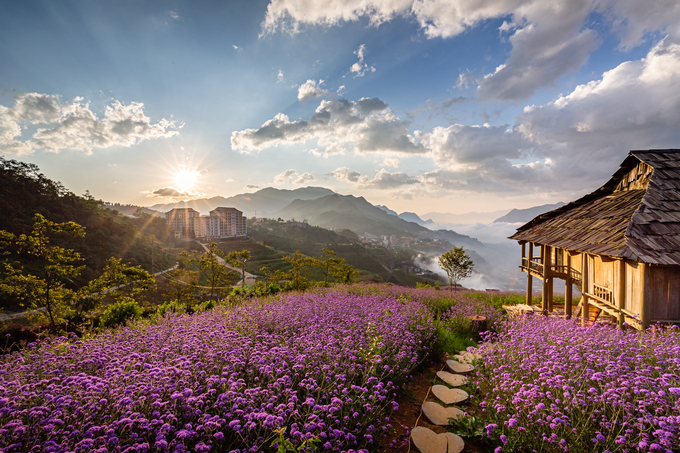 Đồi hoa tím rộng 15.000m2 tại KDL Sun World Fansipan Legend
