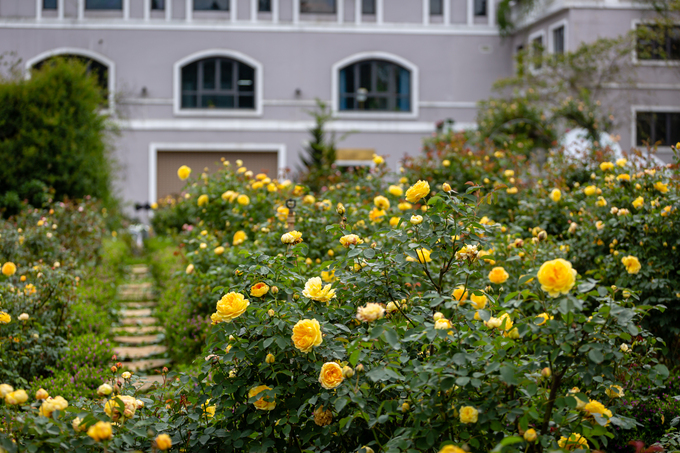 Hoa hồng ngoại nở rực rỡ tại Lễ hội hoa hồng Fansipan