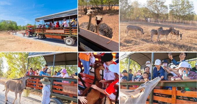 “Tiểu châu Phi” Safari tại NovaWorld Phan Thiet.