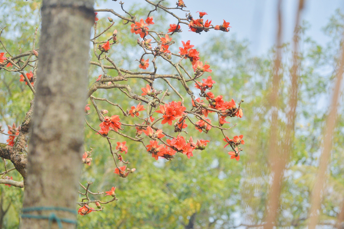 Sắc hoa đỏ rực, thu hút khách du lịch từ khắp nơi trong và ngoài địa phương tìm tới ngôi chùa cổ kính ngàn năm tuổi để chiêm ngưỡng và chụp cho mình những bức ảnh đẹp nhất