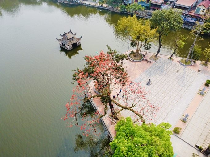 Thời gian này, cây gạo ở chùa Thầy bắt đầu nở hoa, rực đỏ một góc trời