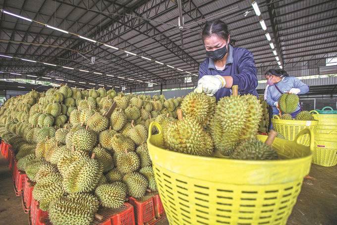 Sầu riêng là mặt hàng chủ lực trong nhóm hàng rau quả xuất khẩu sang Trung Quốc.