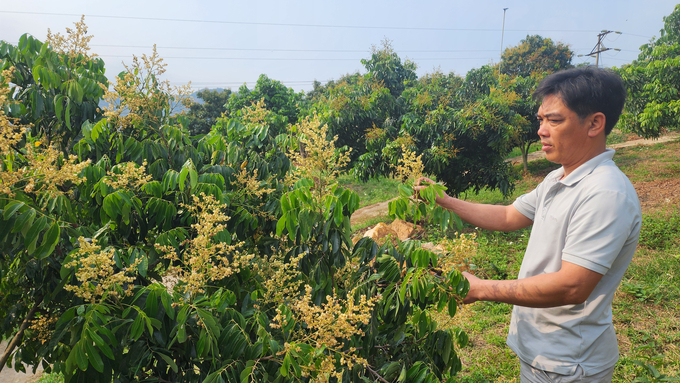 Anh Nguyễn Sinh Thực, bản Hưng Hà, xã Chiềng Khương, điều khiển hệ thống tưới phun sương