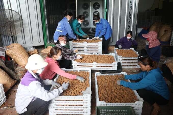 Năm nay huyện Lục Ngạn đang áp dụng, đẩy mạnh hình thức chế biến và tiêu thụ vải thiều sấy khô