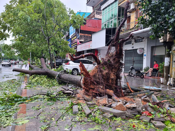 Hàng loạt cây có tuổi đời hàng chục năm, nằm trên trục đường Ngô Gia Tự bị quật ngã sau khi cơn bão số 3 đi qua.