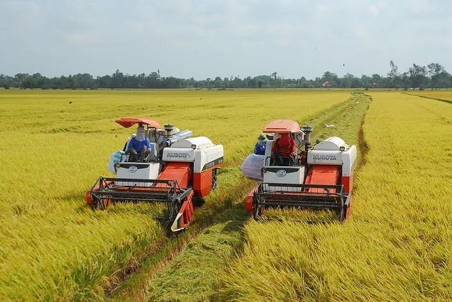 Năng suất lúa vụ chiêm xuân ước đạt 60,5 tạ/ha.