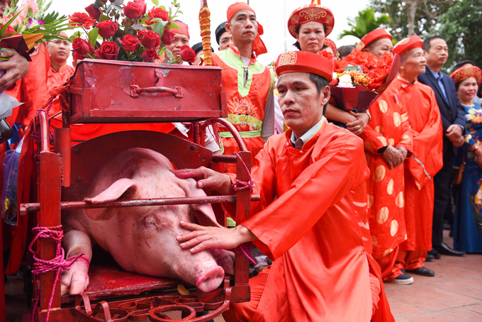 “Ông ỉn” năm nay do hội đồng niên sinh năm 1975 nuôi, và được 2 thủ đao sinh năm 1978 thực hiện nghi lễ giết thịt. 2 “ông ỉn” rước quanh khu phố, sau đó được rước về sân đình làm lễ hoàn rước và được đưa vào khu vực riêng quây bạt kín, hai thủ đao được dân làng chọn từ những gia đình hạnh phúc, con cháu đề huề, khỏe mạnh thực hiện nghi lễ giết lợn”- Đại diện ban tổ chức lễ hội Khu phố Ném Thượng thông tin.