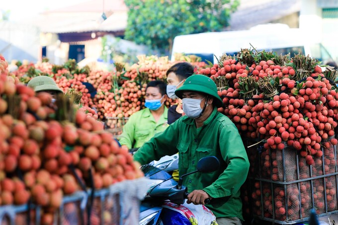 Người dân chở vải đi tiêu thụ.