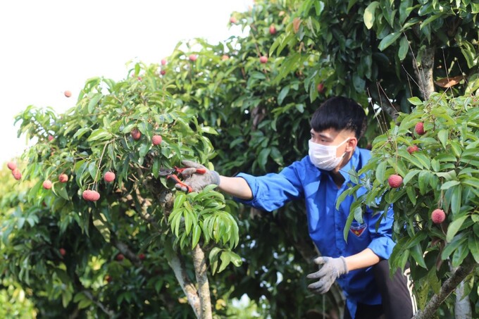 Thanh niên tình nguyện hỗ trợ người dân thu hái vải thiều.