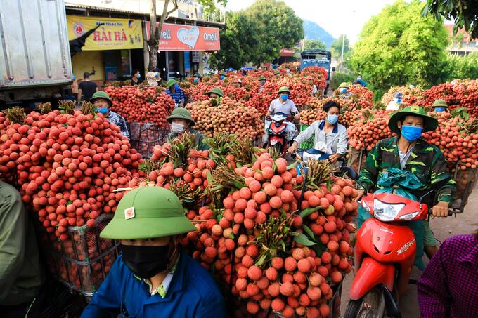 Từng đoàn xe chở vải của người dân nườm nượp đổ về các điểm thu mua gây tắc nghẽn giao thông một đoạn dài.