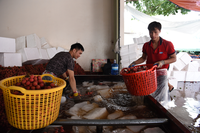 Vải được ngâm trong nước đá để giữ được độ tươi lâu hơn trong thời gian vận chuyển đi tiêu thụ.