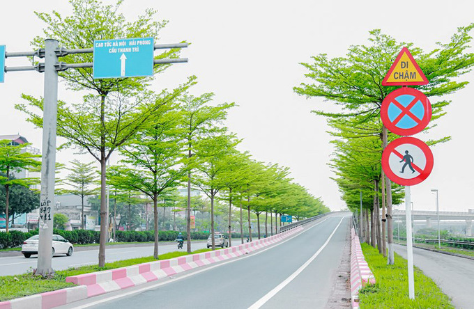 Hàng cây với lá nhỏ, tán lá được chia theo từng tầng lớp giống như bàn tay xòe ra đón lấy gió trời, tạo nên vẻ đẹp đầy thơ mộng.