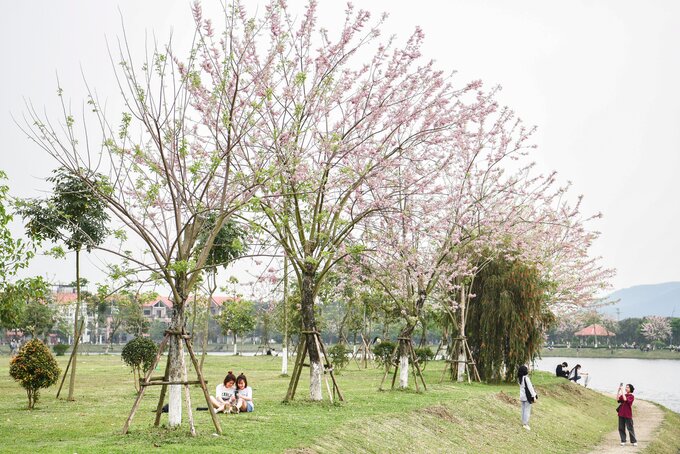 Những ngày này, đường phố nhộn nhịp nhưng khi bước chân tới cung đường này, thu vào tầm mắt là vẻ đẹp bất biến của thiên nhiên, vạn vật, hơn nữa lại được ngắm đỗ mai đúng dịp nở rộ sẽ khiến mọi người có thể tạm gác lại những bộn bề, mệt mỏi.