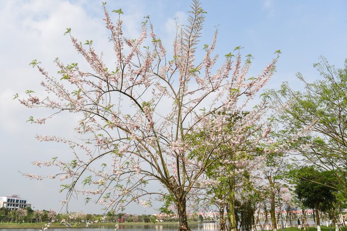 Đỗ mai là cây thuộc họ đậu và còn có nhiều tên gọi khác như điệp anh đào, hồng mai, đào đậu, đậu anh đào, anh đào giả. Sở dĩ gọi đỗ mai vì cây có quả giống đậu (đỗ) và ra hoa vào dịp Tết giống hoa mai. Người dân Bắc Ninh quen gọi đỗ mai là hoa anh đào nhiệt đới.
