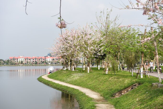 Hoa đỗ mai ở dọc bờ hồ là một địa điểm vô cùng mới mẻ dành cho những tín đồ yêu màu hồng và thích sự dịu dàng.