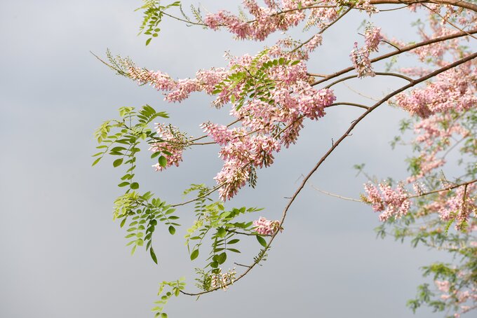 Đây là cây ưa sáng, mọc nhanh. Chính vì vậy, chính quyền tỉnh Bắc Ninh đã trồng quanh bờ nước để tạo bóng mát khi dừng chân tại bờ hồ.
