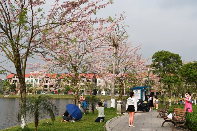 Nhiều du khách đã không ngại đường xa để ghé chiêm ngưỡng, chụp cho mình những tấm hình đẹp.