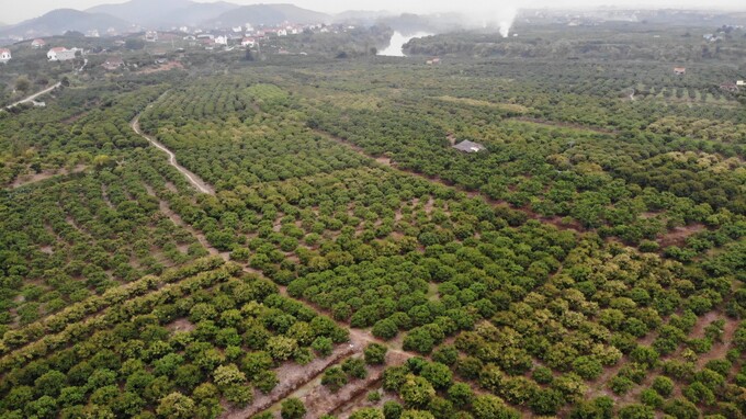 Đến huyện Lục Ngạn, tỉnh Bắc Giang vào thời điểm này, điều du khách cảm nhận là sự choáng ngợp trước cảnh hoa vải thiều bung nở trắng khắp các triền đồi. Màu trắng thuần khiết của hoa vải nối tiếp nhau trải dài bên những miệt vườn. Thật lạ kỳ, trên mảnh đất này đều có sự góp mặt của những loài cây nổi tiếng thơm ngon như: vải thiều, hồng Nhân hậu, na dai, cam đường Canh, táo Thiện phiến, nếp Phì Điền, gạo Bao Thai hồng…