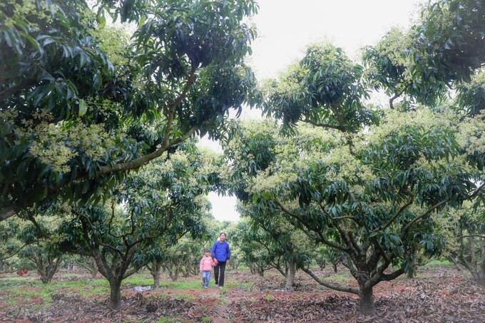 Theo các gia đình trồng vải huyện Lục Ngạn (Bắc Giang), thời gian qua, thời tiết có nhiều ngày lạnh sâu tạo điều kiện cho cây vải phân hóa mầm hoa cộng với vải được chăm sóc tốt giúp ra hoa đạt tỷ lệ cao, hiện đạt hơn 70%, trong đó diện tích vải sớm tỷ lệ ra hoa đạt khoảng 90%.