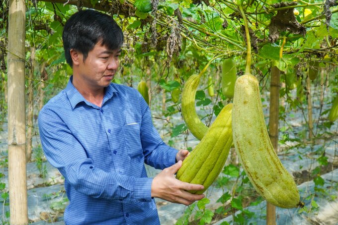 Anh Tạ Quý Tôn đang kiểm tra những quả mướp đã đạt chất lượng để lấy xơ