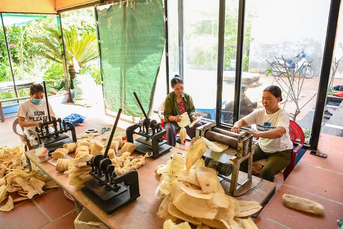 Bà Nguyễn Thị Á (áo trắng) đang ép xơ mướp sau khi đã được phơi khô rồi chuyển qua công đoạn xử lý thành phẩm tiếp theo