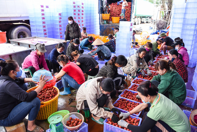 Thu hoạch và bảo quản vải đòi hỏi sự tỉ mỉ, chăm chút trong từng công đoạn.