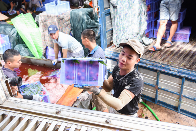 Công nhân lao động tại điểm thu mua xã Phì Điền (Lục Ngạn, Bắc Giang) cho biết: “Nhà tôi cũng có vải thiều nhưng không nhiều nên tôi tranh thủ những ngày mùa vụ này đi kiếm thêm lo cho gia đình. Việc này trả lương theo sản phẩm, làm nhiều ăn nhiều, làm ít ăn ít, nên mọi người đều cố gắng bốc được càng nhiều hàng lên xe sẽ càng có nhiều tiền. Thu nhập trung bình từ 2-3 triệu đồng/ngày”.