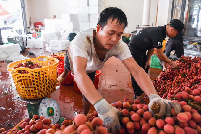 Nhu cầu bán hàng của người dân cao, nhiều thương lái từ khắp nơi cũng đổ về đây để mua vải đi phân phối khắp các tỉnh thành trong nước và xuất khẩu. Do lượng hàng mua từ người dân nhiều, các chủ cơ sở thu mua vải thường xuyên phải thuê các người lao động làm việc thời vụ để bốc vác vải liên tục suốt thời vụ cho kịp các chuyến hàng vận chuyển.