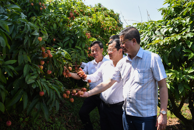 Phó Chủ tịch UBND tỉnh Bắc Giang, ông Phan Thế Tuấn cùng các đại biểu tham quan vườn vải tại xã Phúc Hòa, Tân Yên.