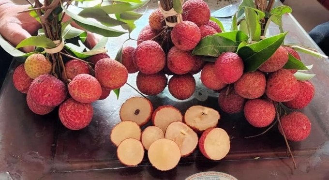 Vải thiều không hạt ở Bắc Giang hứa hẹn 'bùng nổ'