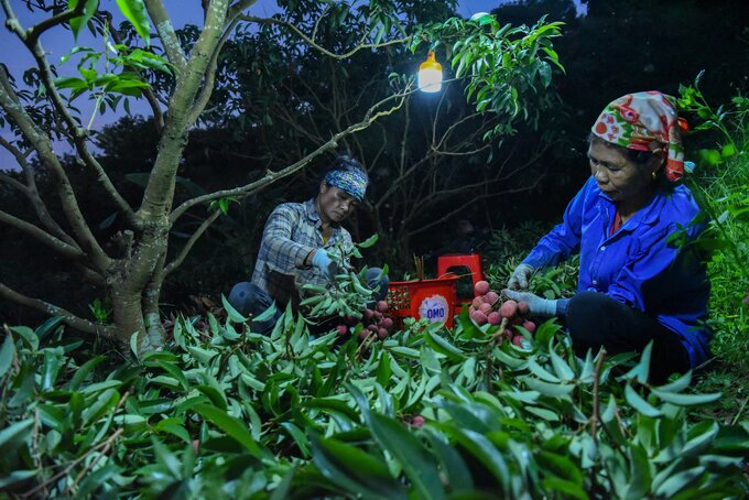 Trung bình trong một đêm, mỗi người dân có thể thu hoạch được từ 100 - 200kg vải.