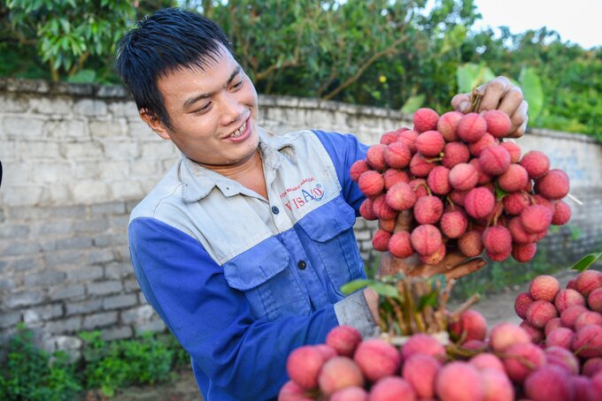 Sau 1 năm làm lụng vất vả 'bán mặt cho đất, bán lưng cho trời', người trồng vải Lục Ngạn tươi cười khi giá trị quả vải năm nay đạt chất lượng, giá thành cao.