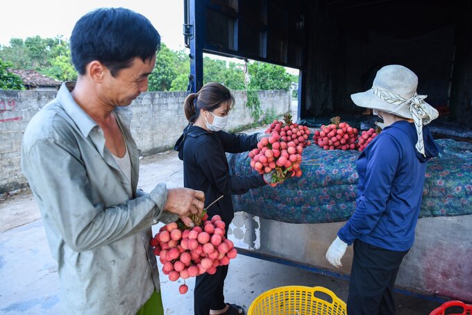 Hiện nay có nhiều điểm thu mua lưu động được các thương lái đặt gần với các điểm vườn nên nhiều người dân trồng vải cũng thuận tiện trong việc di chuyển.