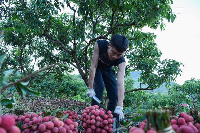 Sau khi bẻ vải xong, mọi người sẽ ngồi lại cắt cuống, bẻ lá bó gọn nhằm dễ dàng vận chuyển lên xe để mang ra điểm cân thu mua vải thiều tiêu thụ.