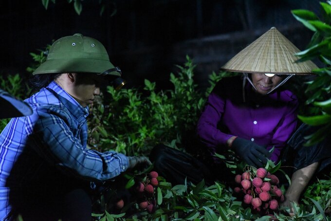 'Năm nào cứ đến độ này là gia đình tôi lại dồn toàn lực để đi thu hoạch vải vào ban đêm, vừa tránh được ánh nắng gay gắt của mùa hè, vừa đảm bảo được màu sắc cho trái vải. Năm nay vải được mùa và giá ổn định nên chúng tôi rất phấn khởi'- ông Báo cho biết.