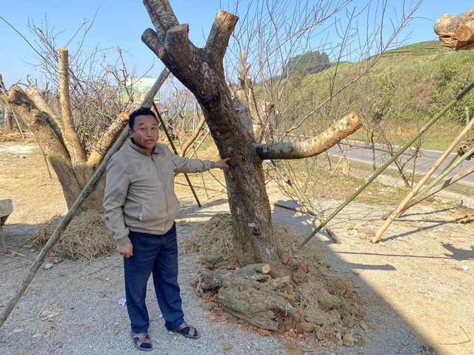 Anh Giàng A Dê cho biết gốc đào này của anh đã có tuổi thọ đến vài chục năm, anh đang bán với giá trên 10 triệu đồng