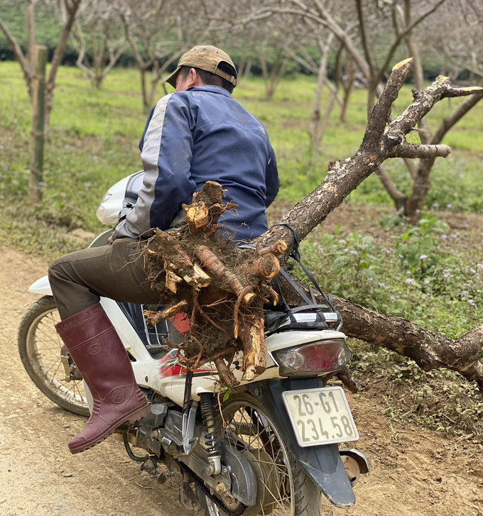 Những cành đào được người dân trồng tại nương...