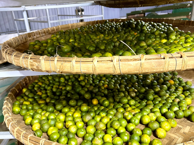 Trái quýt hoi giống cổ, sinh trưởng tự nhiên, được Shanam dùng làm nguyên liệu sản xuất Trà quýt cổ