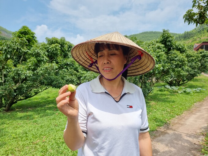 Chị Phùng Thị Vinh giới thiệu quả vải chính vụ năm nay.